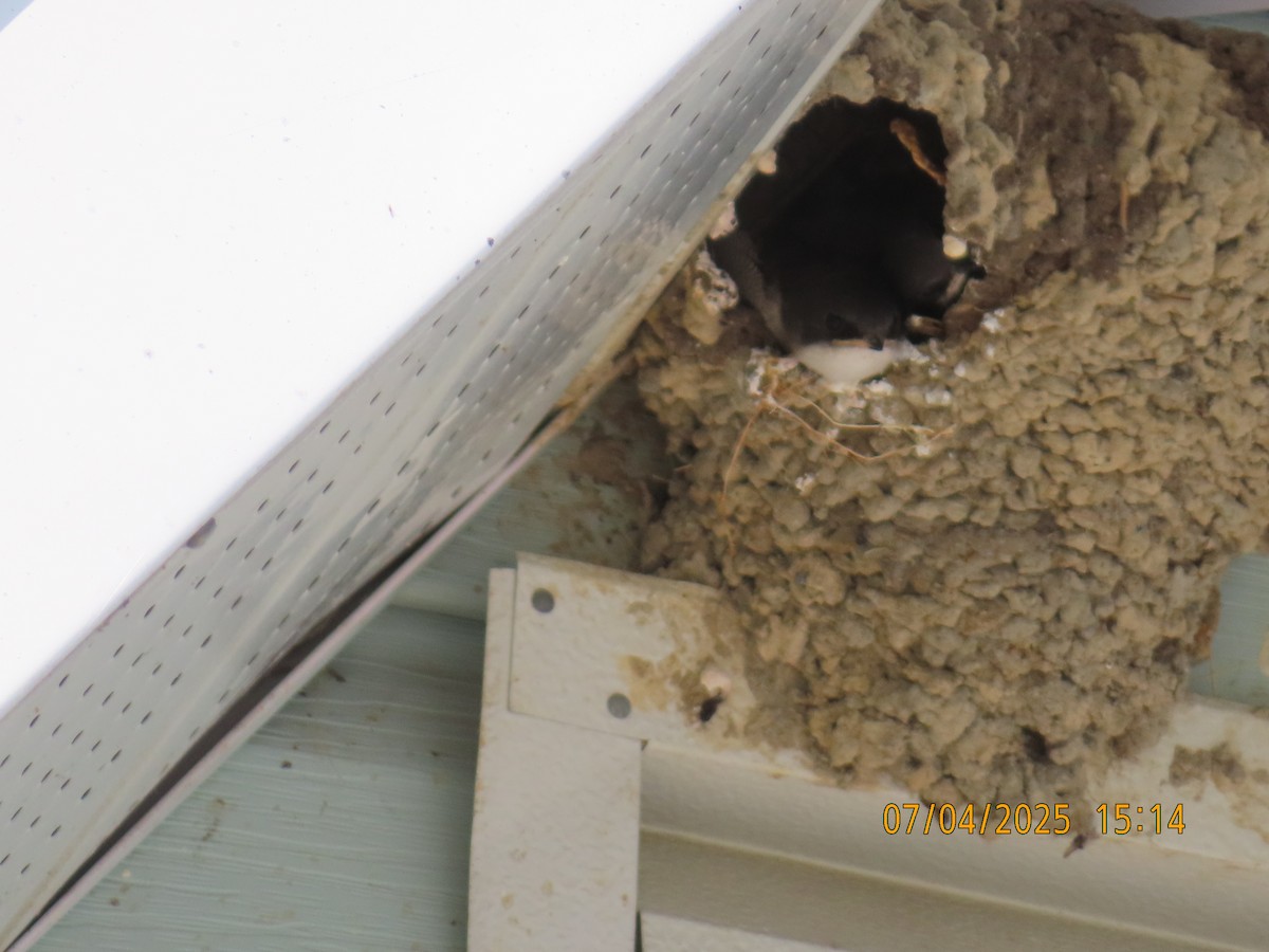 Tree Swallow - ML638720929