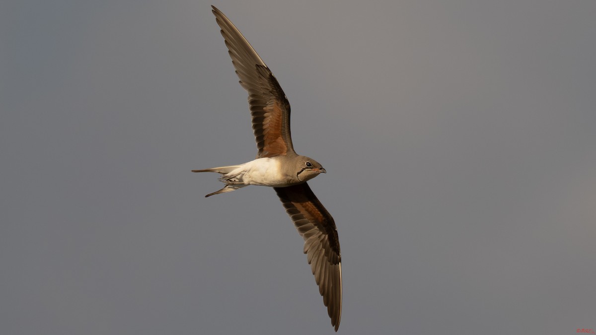 Collared Pratincole - ML638720942