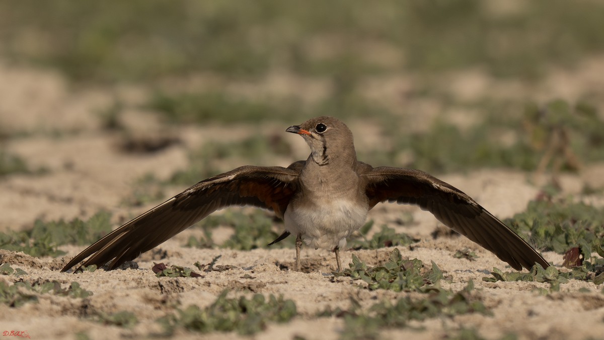 Collared Pratincole - ML638720944