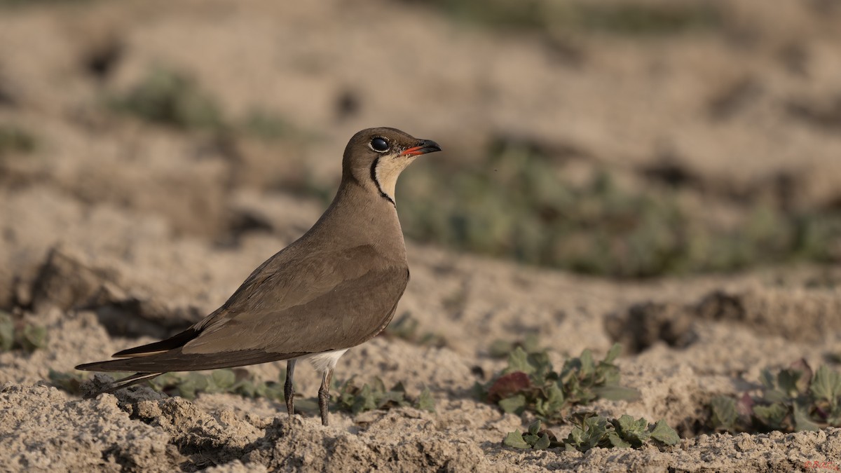 Collared Pratincole - ML638720946