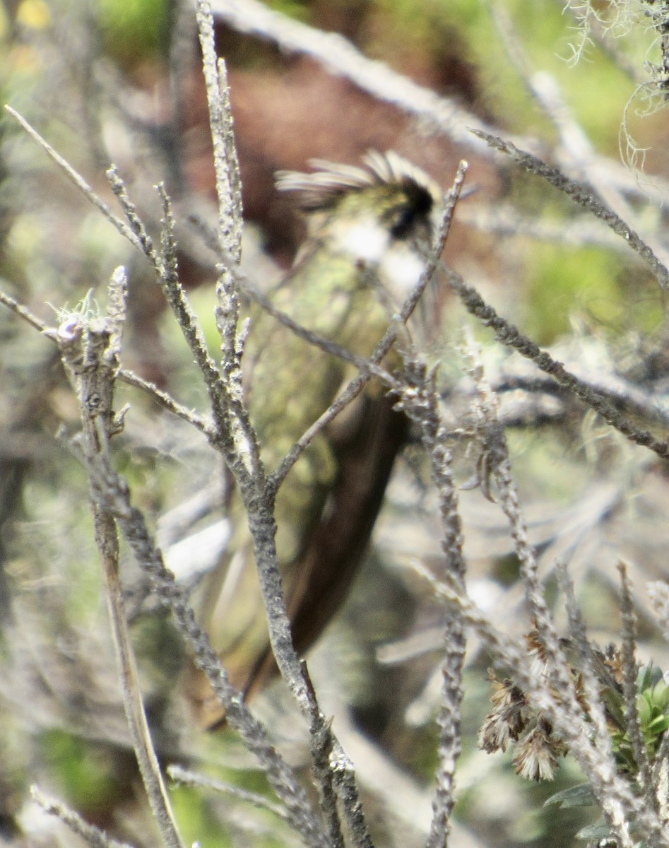 Green-bearded Helmetcrest - ML638720951