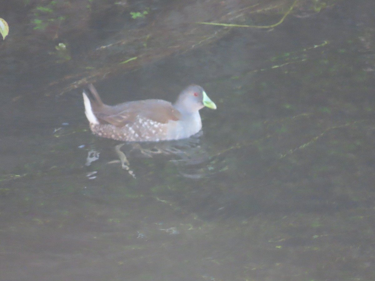 Spot-flanked Gallinule - ML638720960