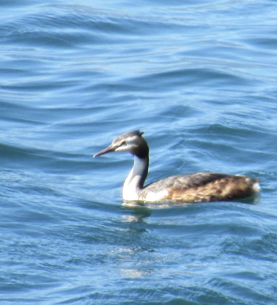 Great Crested Grebe - ML638720964