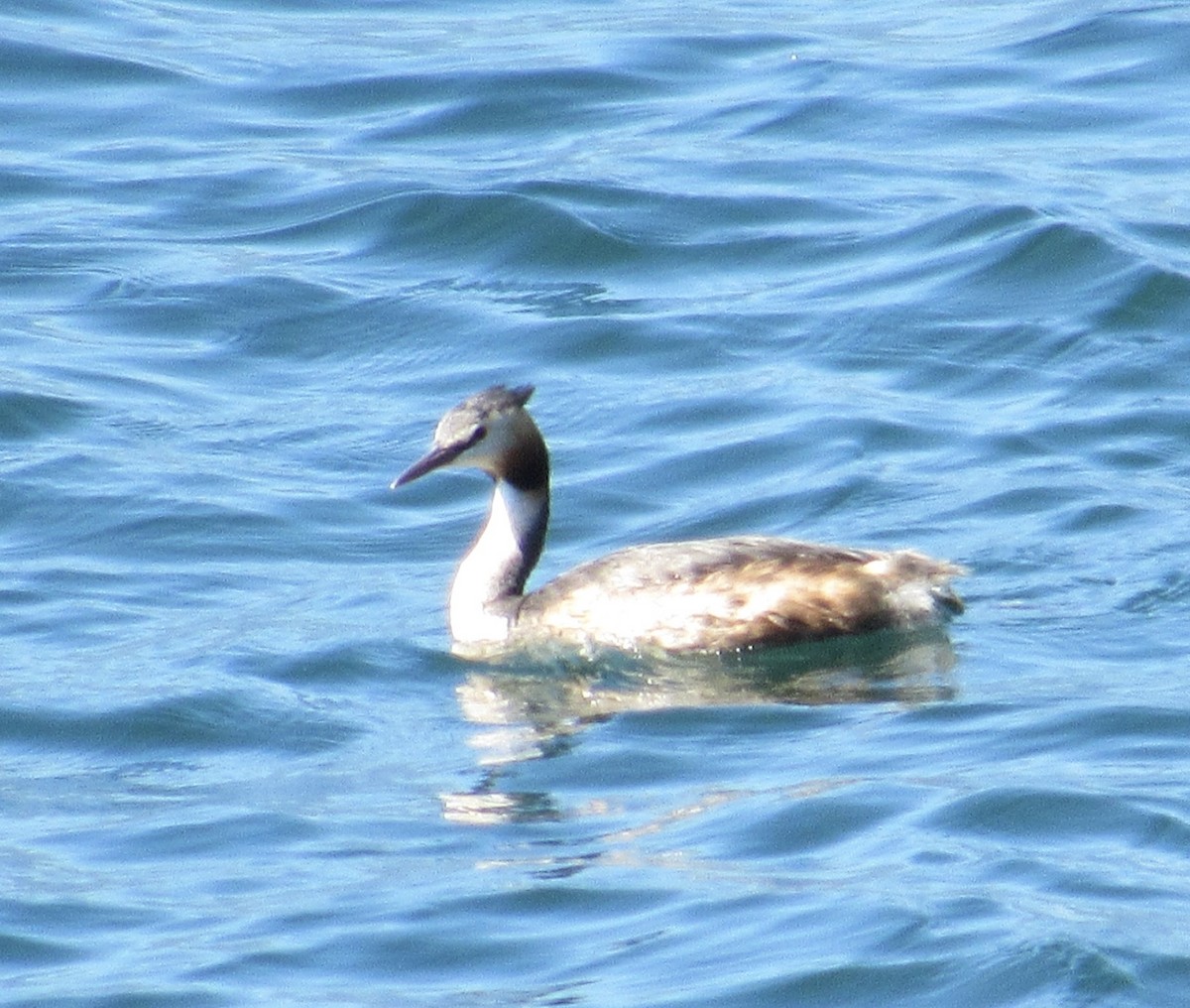 Great Crested Grebe - ML638720965