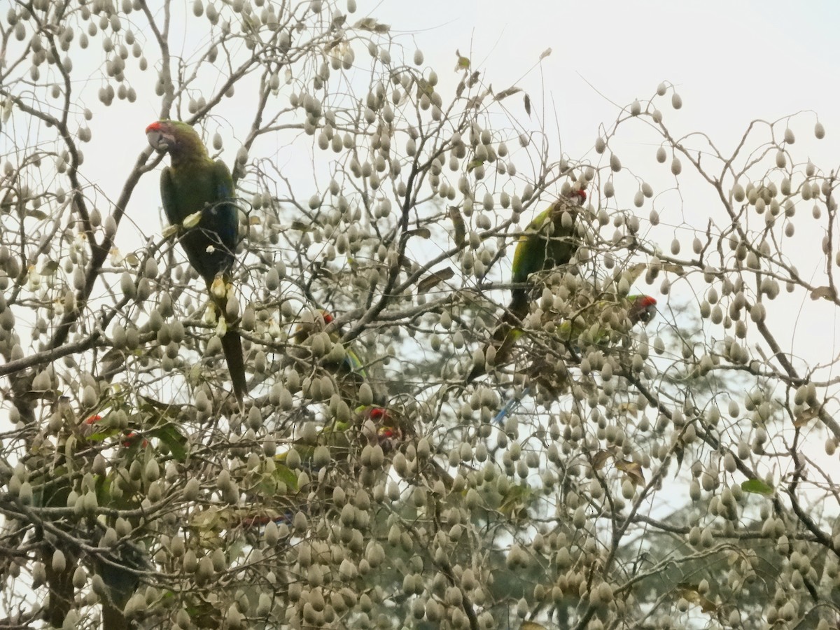 Military Macaw - ML638720971