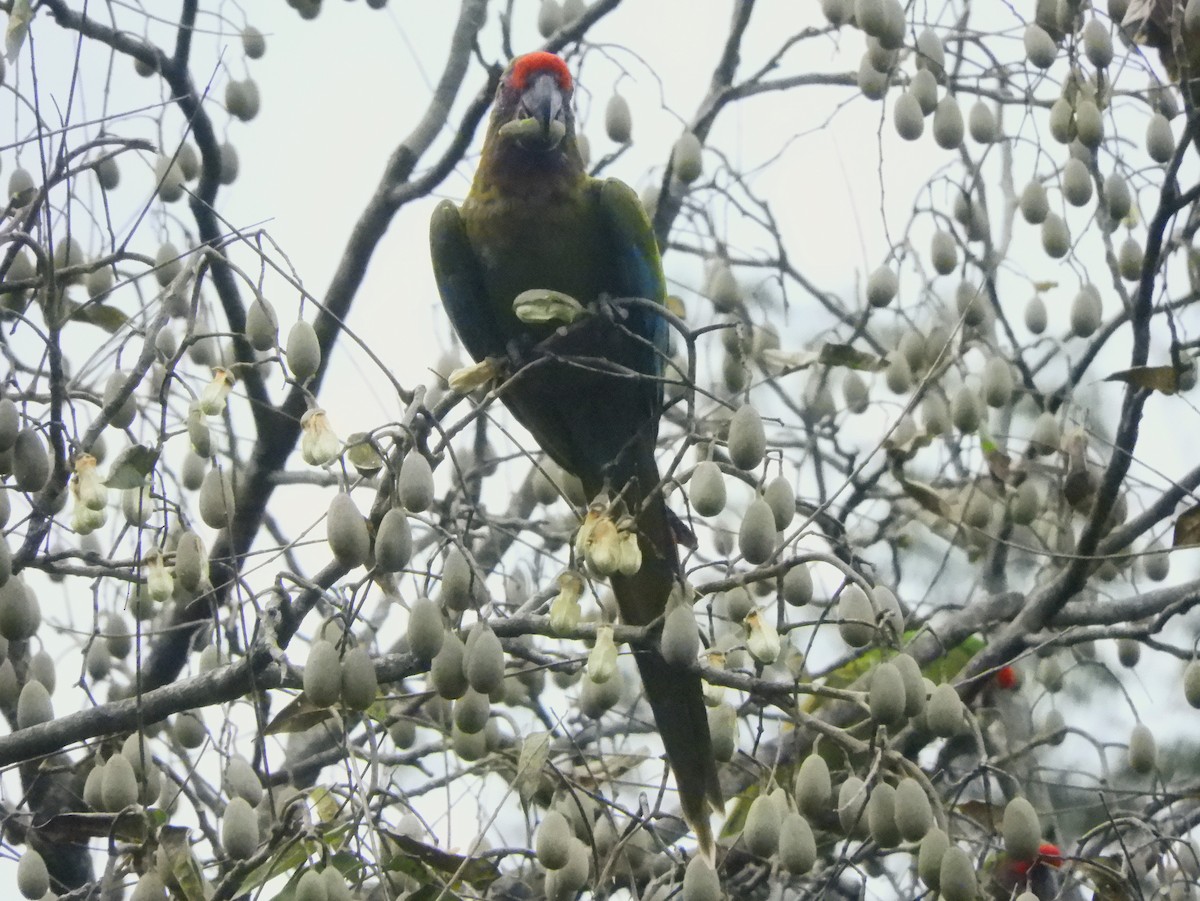 Military Macaw - ML638720972
