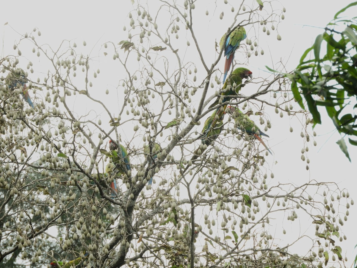 Military Macaw - ML638720973