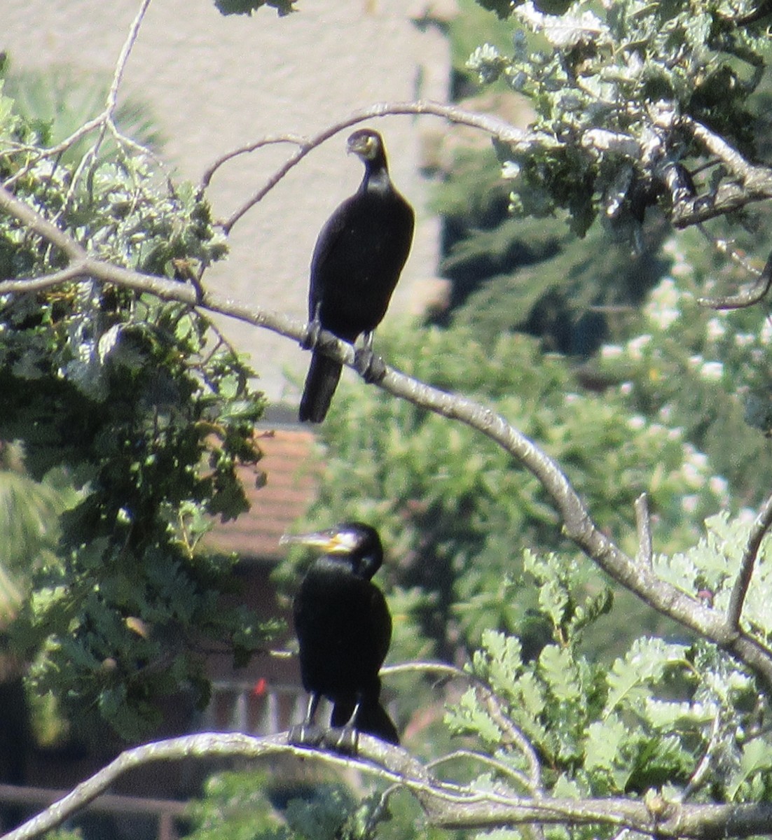 Great Cormorant - ML638720974