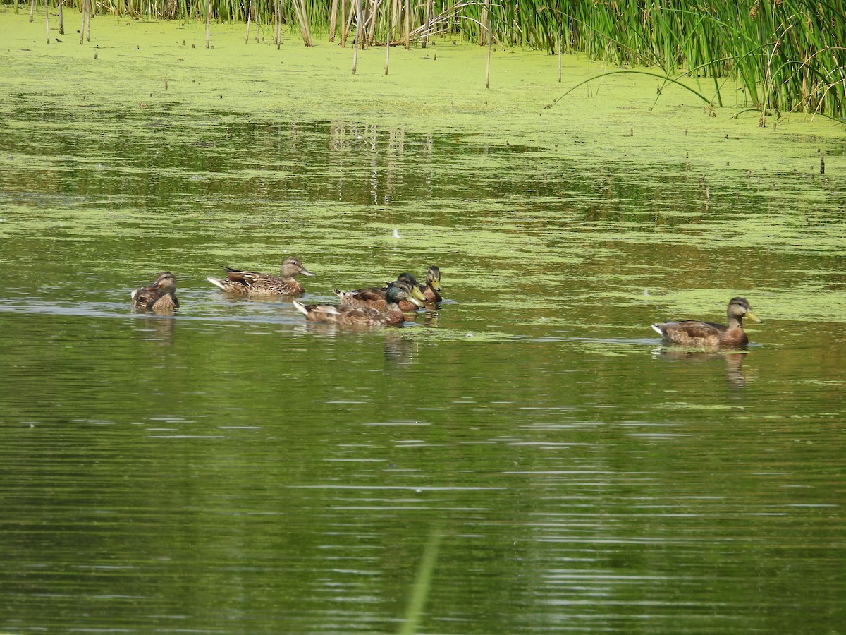 Mallard - ML638721037