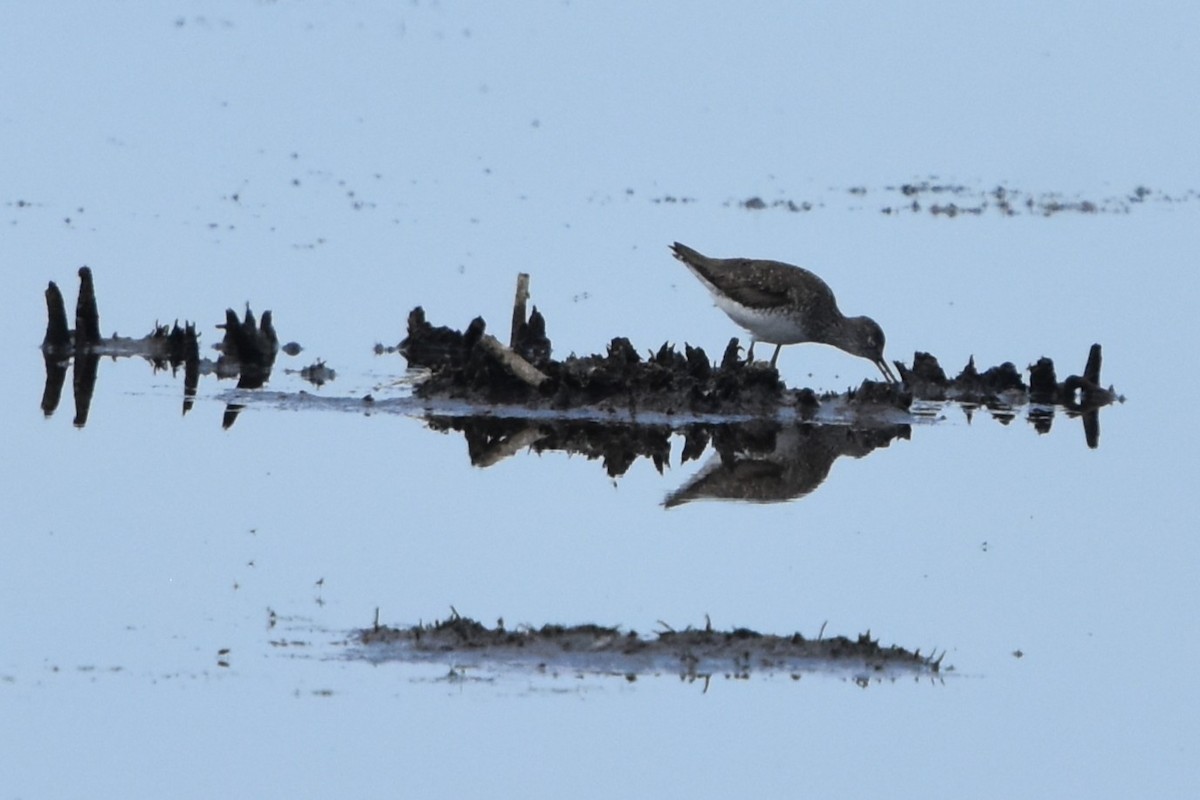Solitary Sandpiper - ML638721044