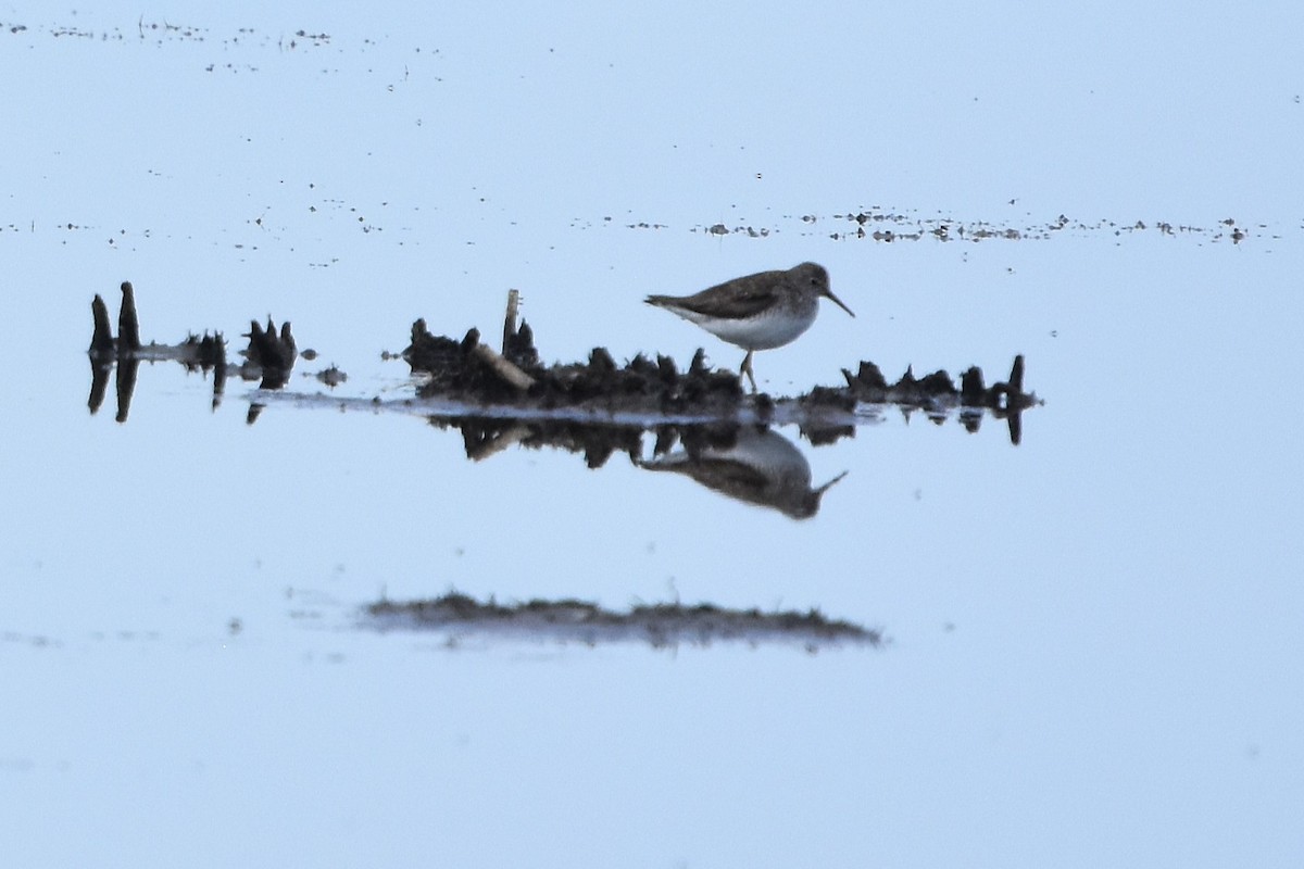 Solitary Sandpiper - ML638721046