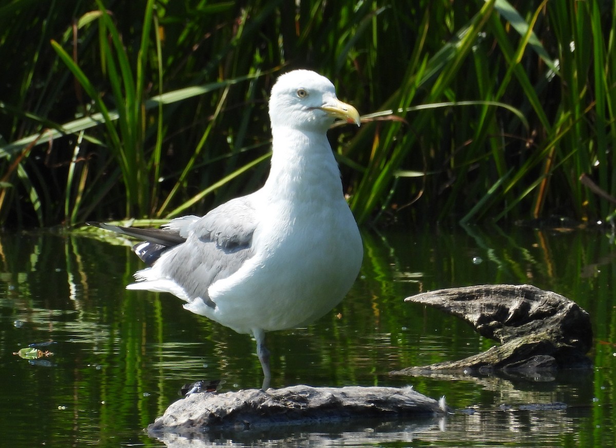 American Herring Gull - ML638721057