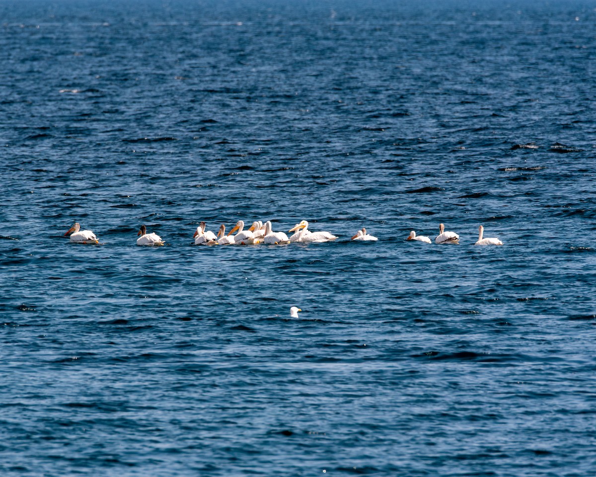 American White Pelican - ML638721068