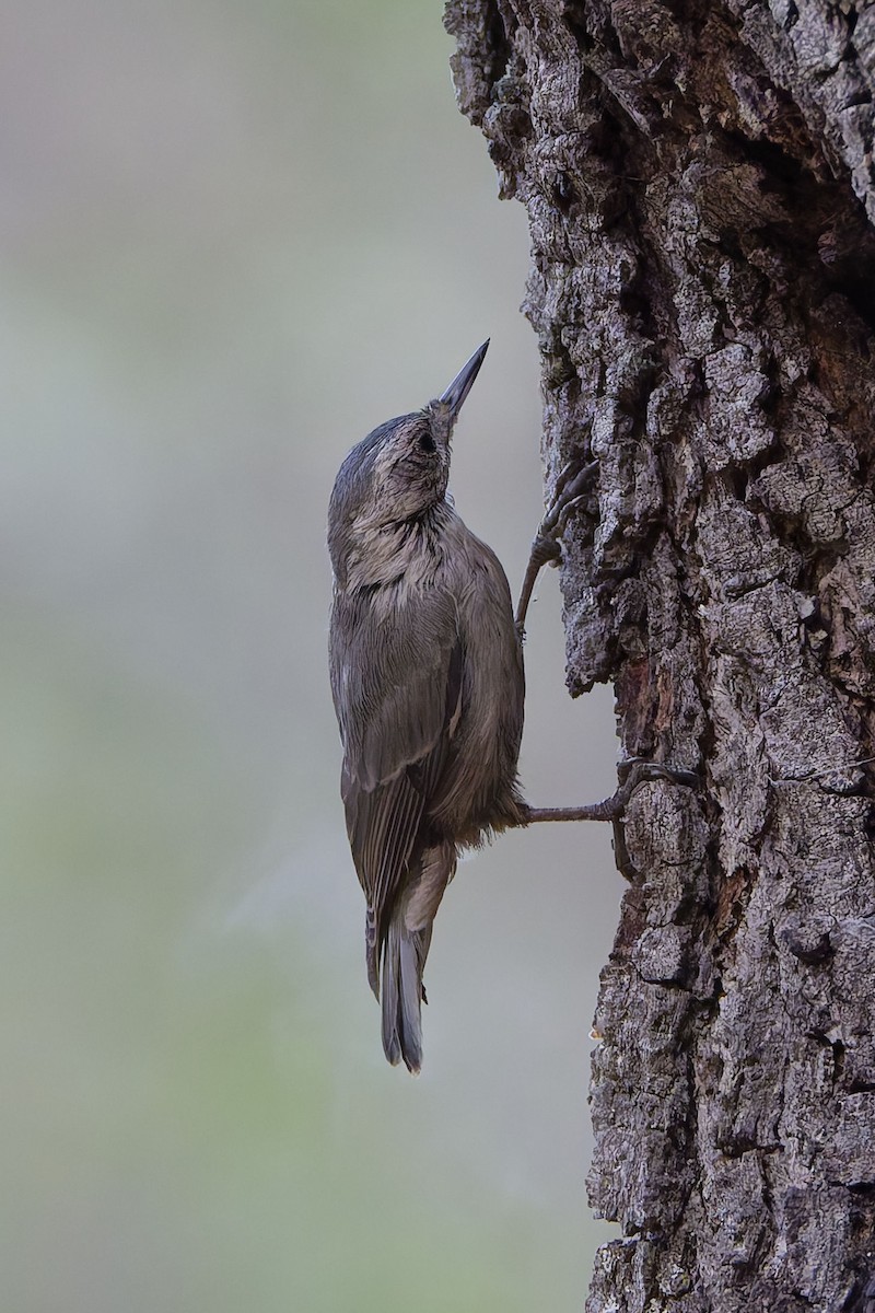 White-breasted Nuthatch - ML638721078