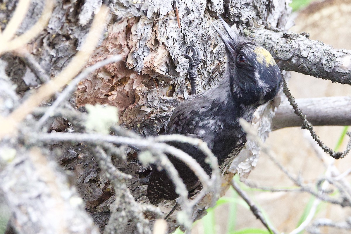 American Three-toed Woodpecker - ML638721092