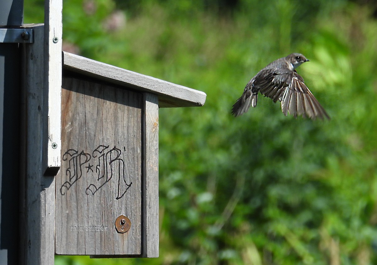 Tree Swallow - ML638721094