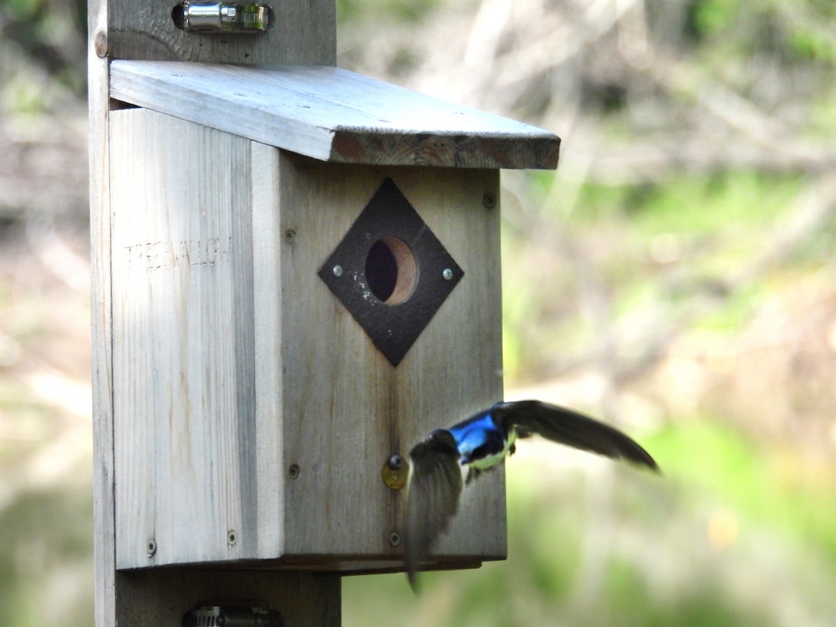 Tree Swallow - ML638721095