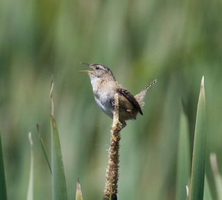 Saltapared Pantanero (tolucensis) - eBird