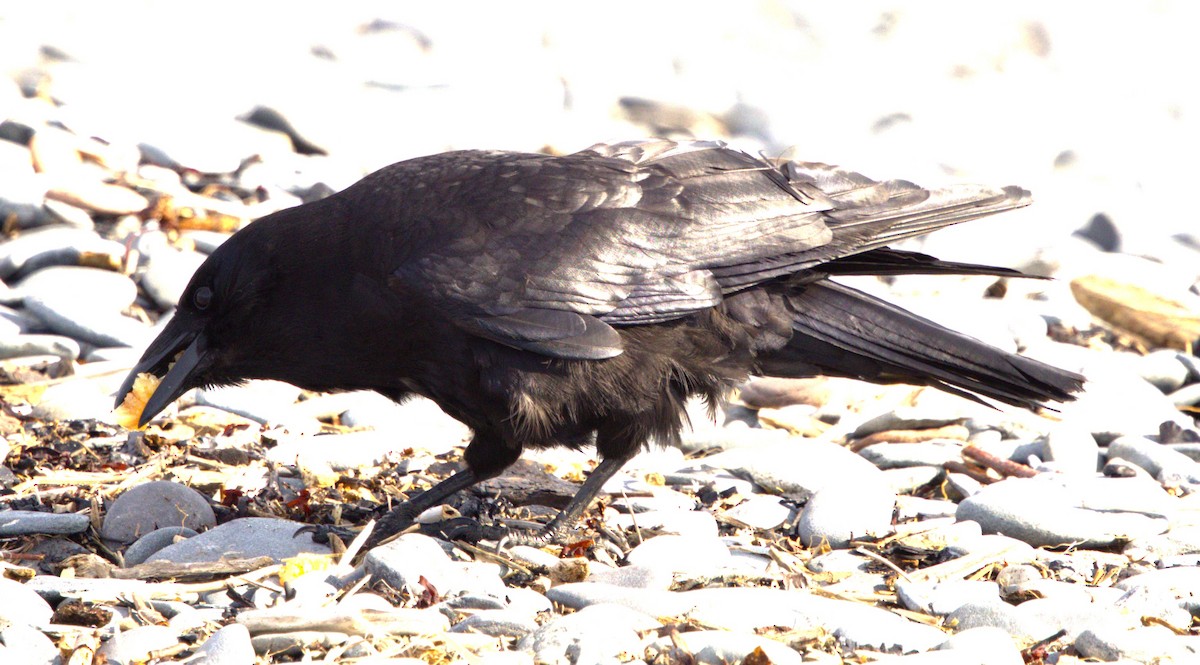American Crow - ML638721112