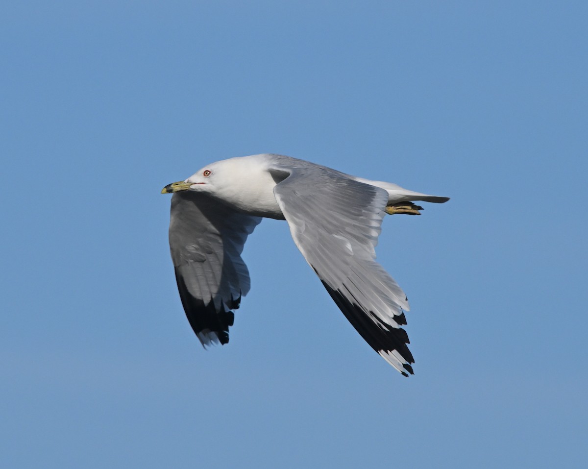 Ring-billed Gull - ML638721126