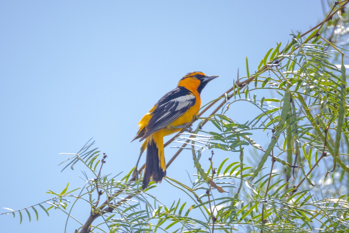 Bullock's Oriole - ML638721132