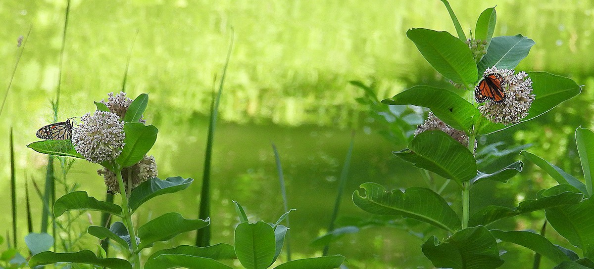 Insects - ML638721151