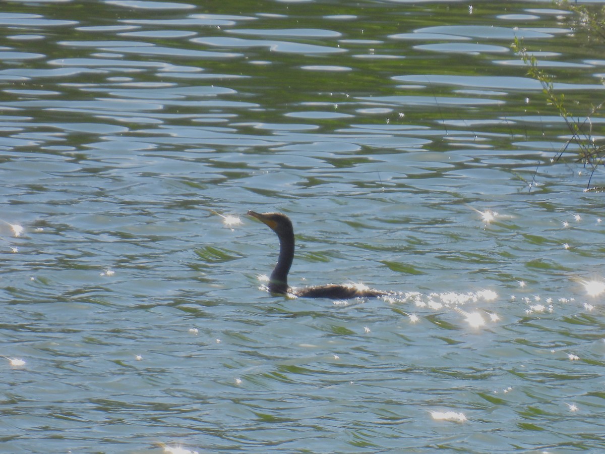 Double-crested Cormorant - ML638721167