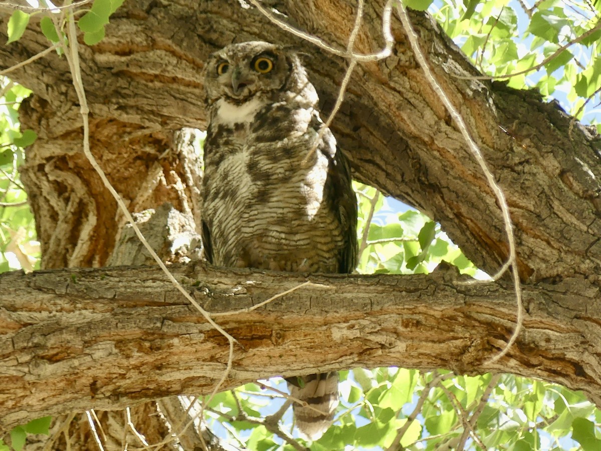 Great Horned Owl - ML638721183