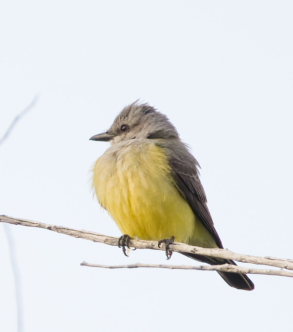Western Kingbird - ML638721185