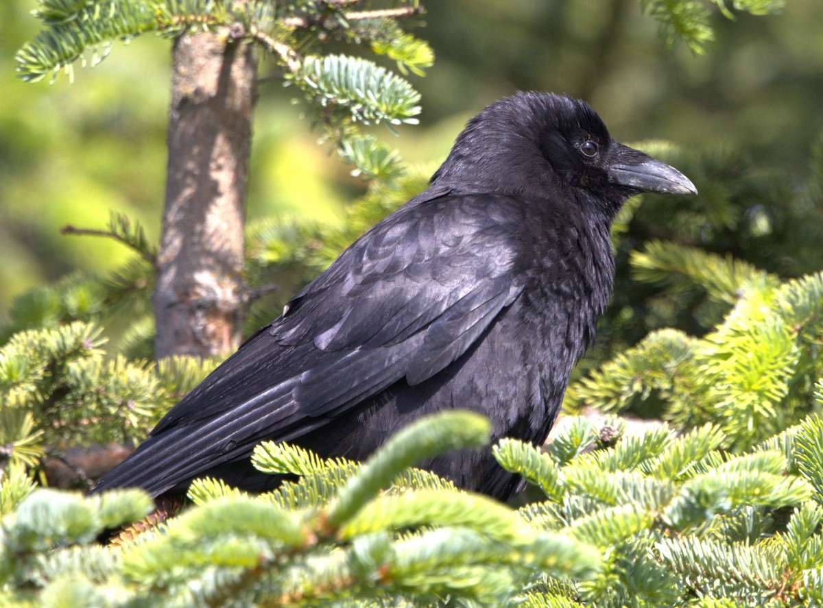 American Crow - ML638721186