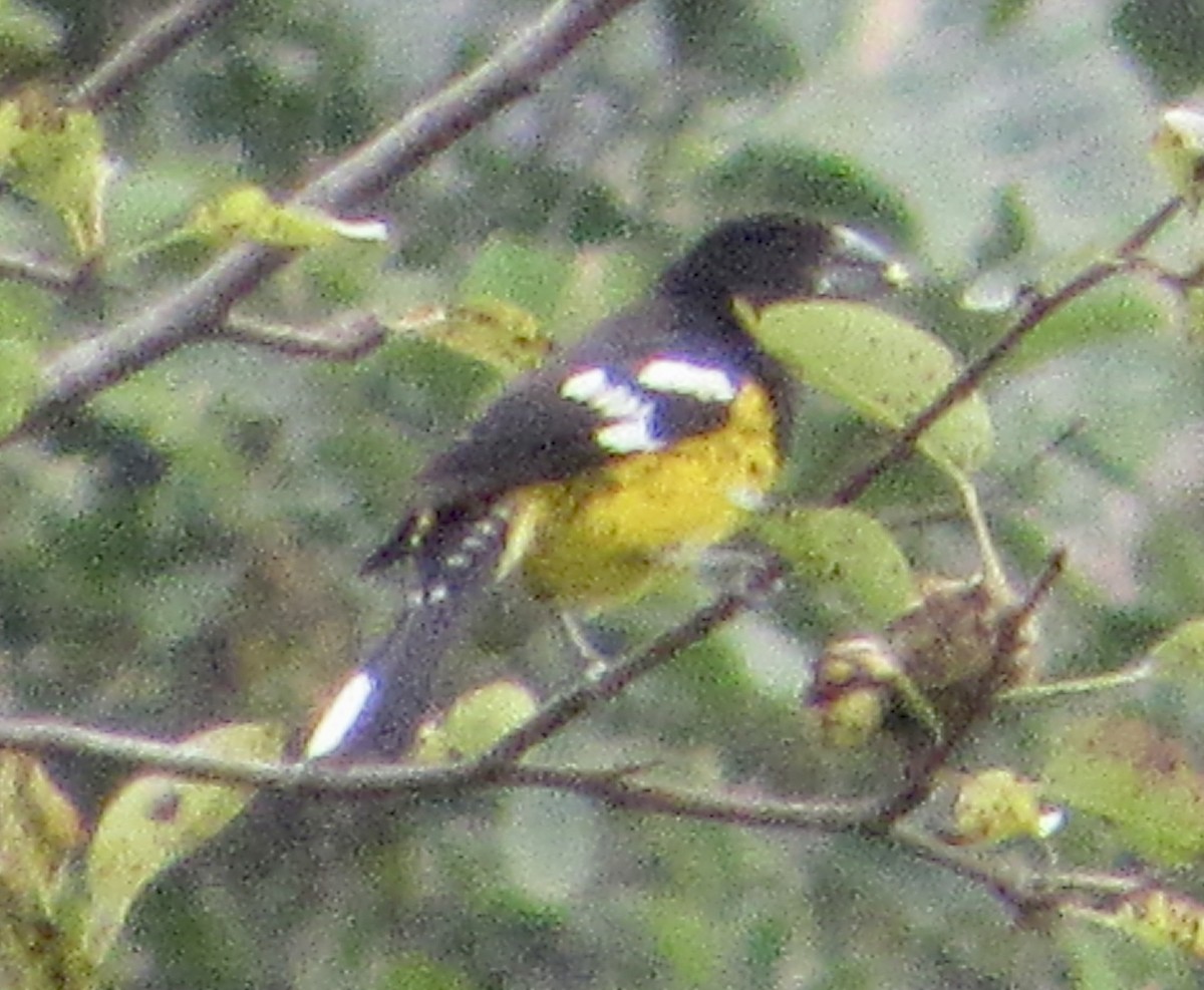 Black-backed Grosbeak - ML638721226