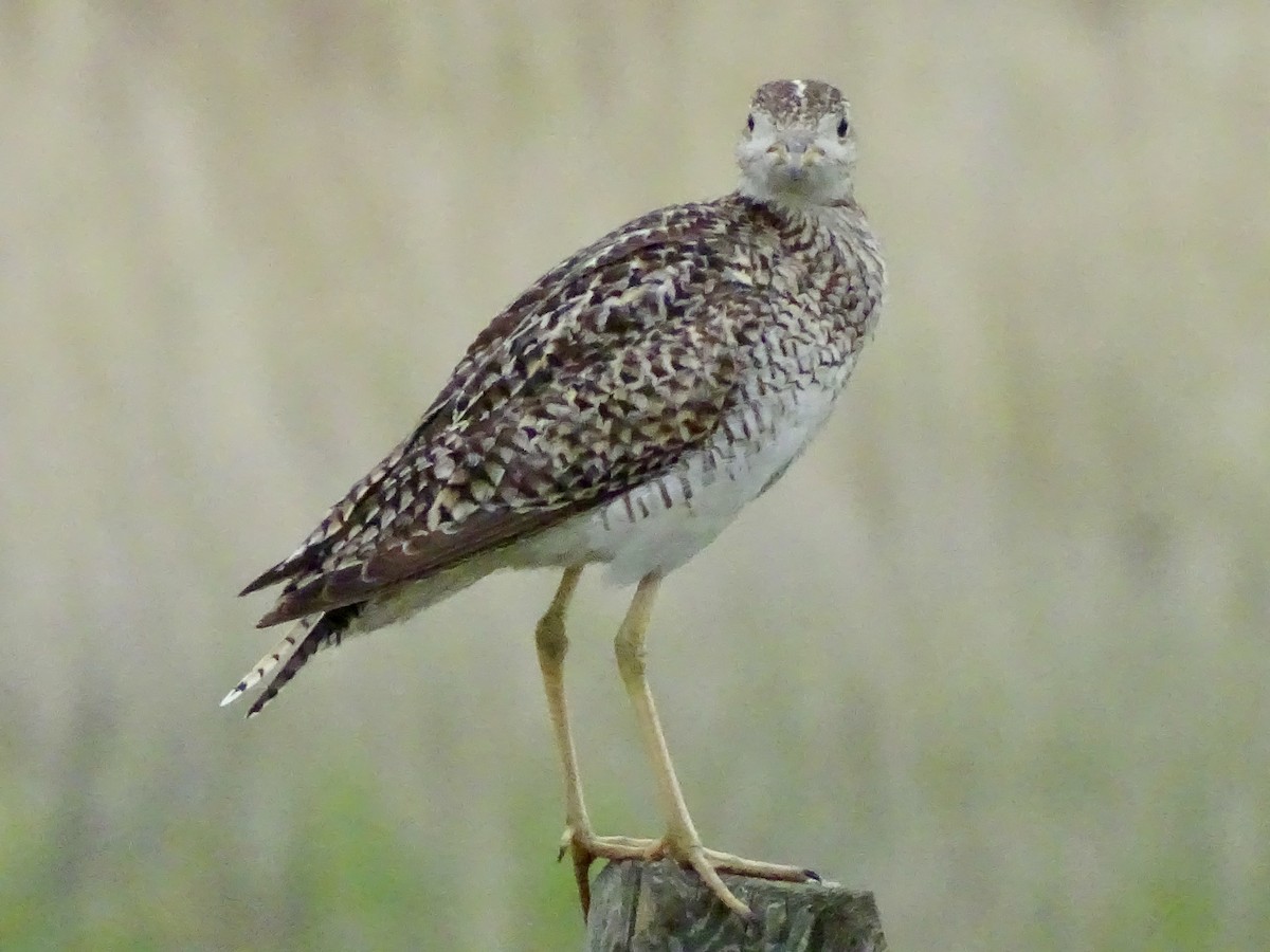 Upland Sandpiper - ML638721251