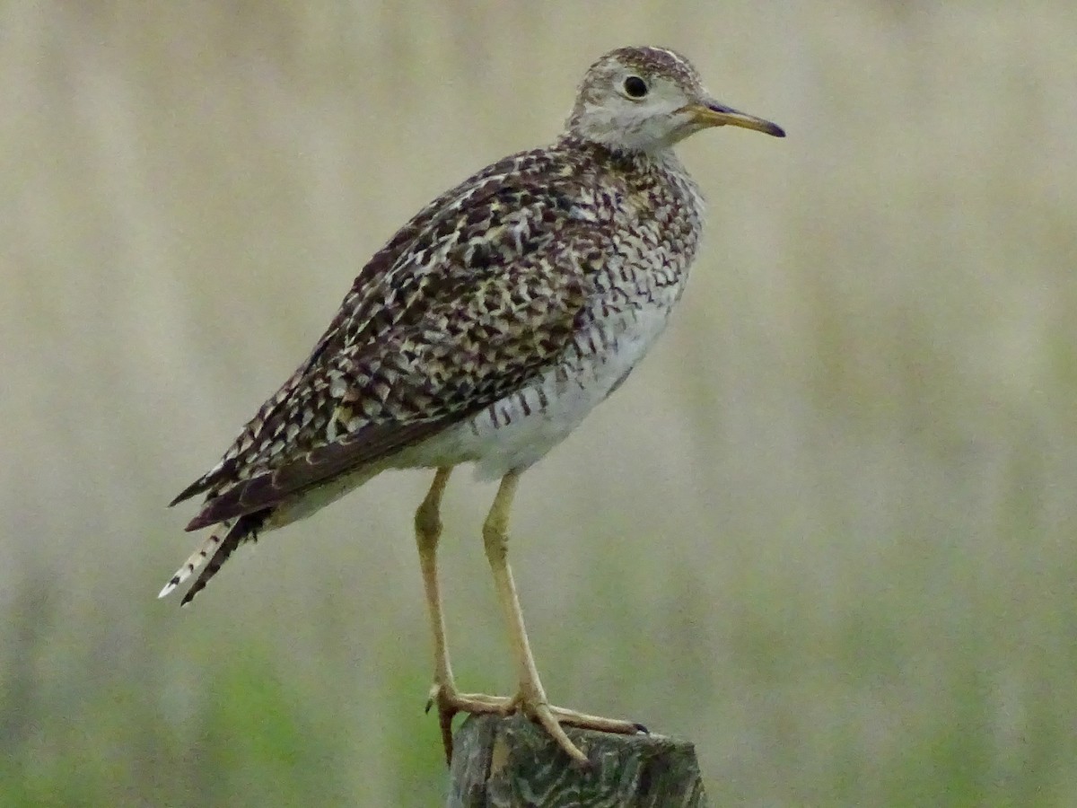 Upland Sandpiper - ML638721252
