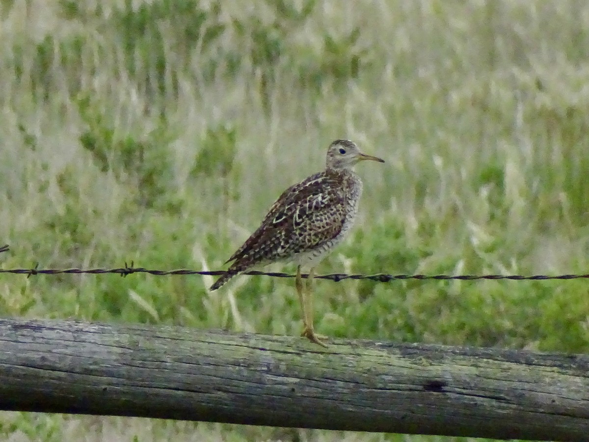 Upland Sandpiper - ML638721253
