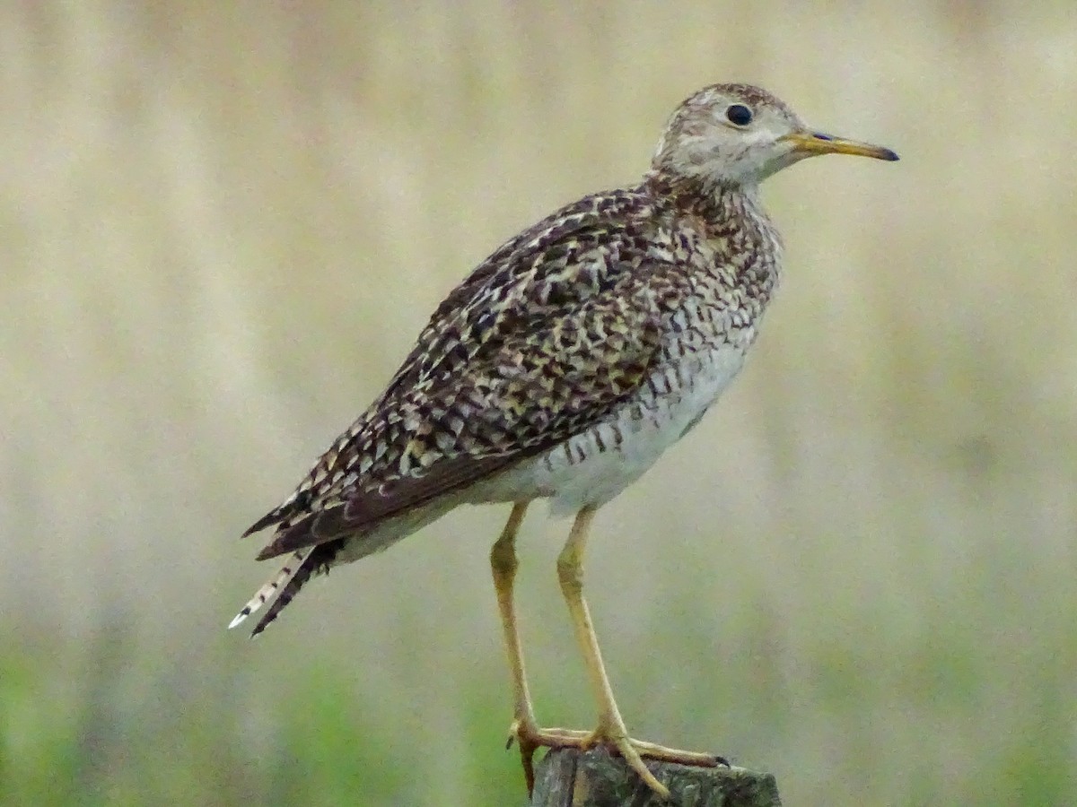 Upland Sandpiper - ML638721254