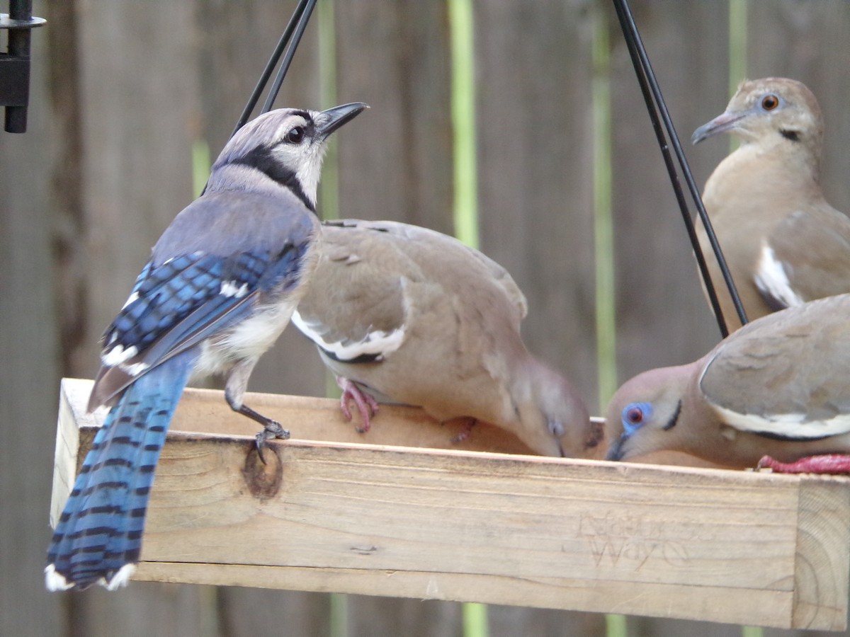 Blue Jay - ML638721262