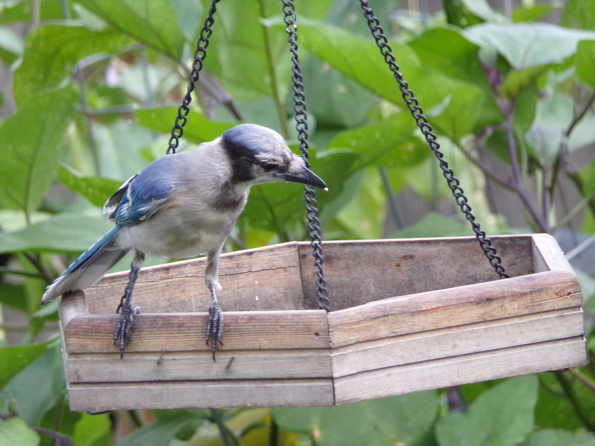 Blue Jay - ML638721263