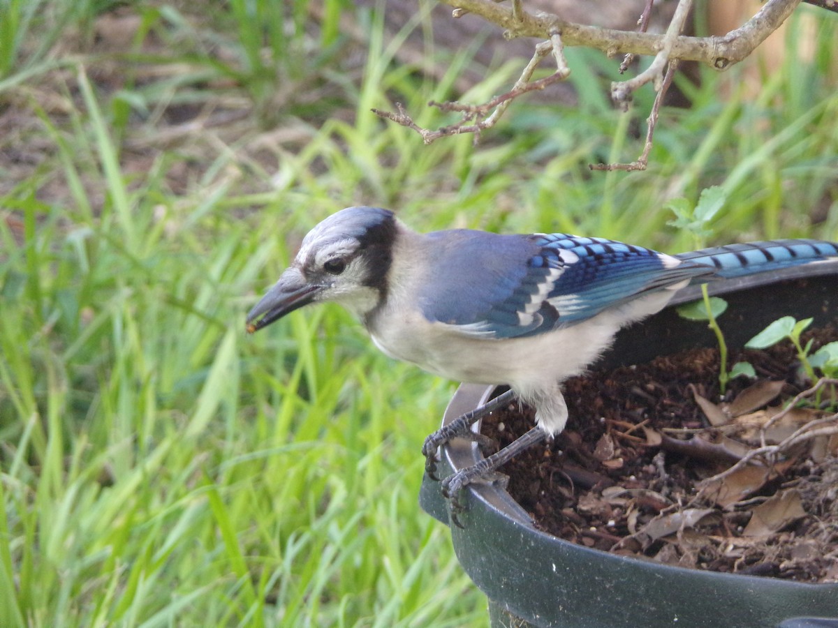 Blue Jay - ML638721265