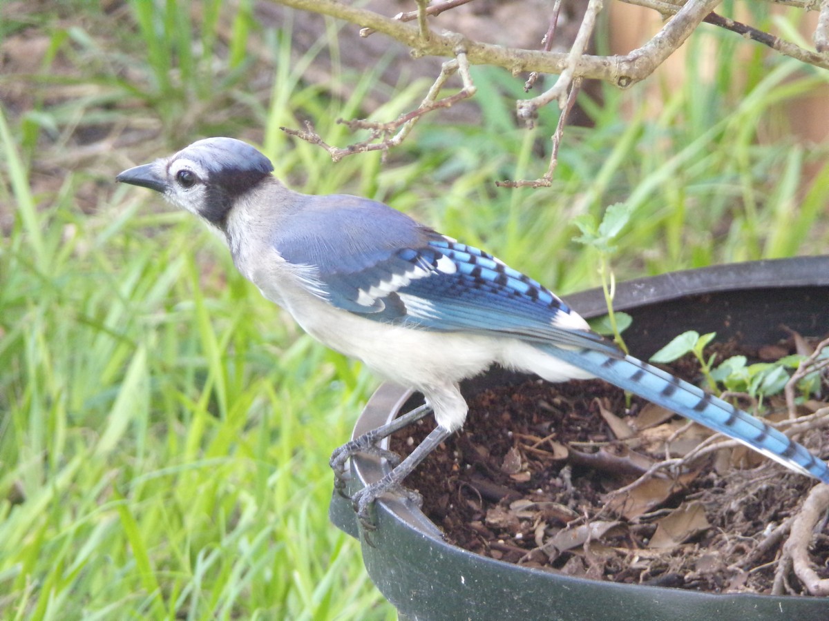 Blue Jay - ML638721266