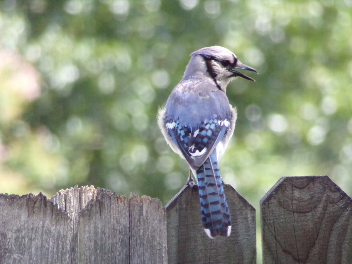Blue Jay - ML638721267