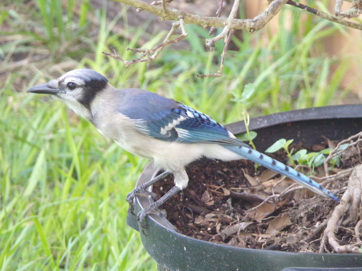 Blue Jay - ML638721268
