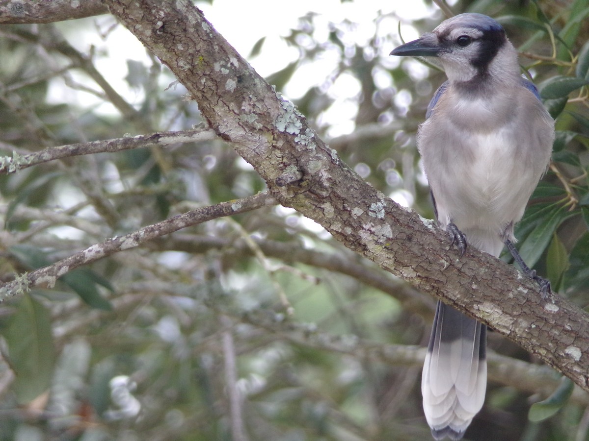 Blue Jay - ML638721269