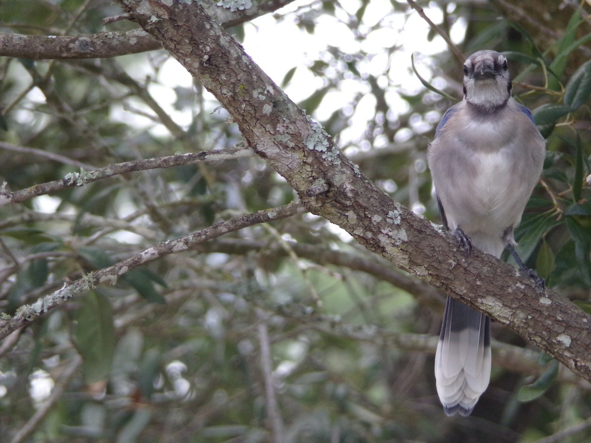 Blue Jay - ML638721271