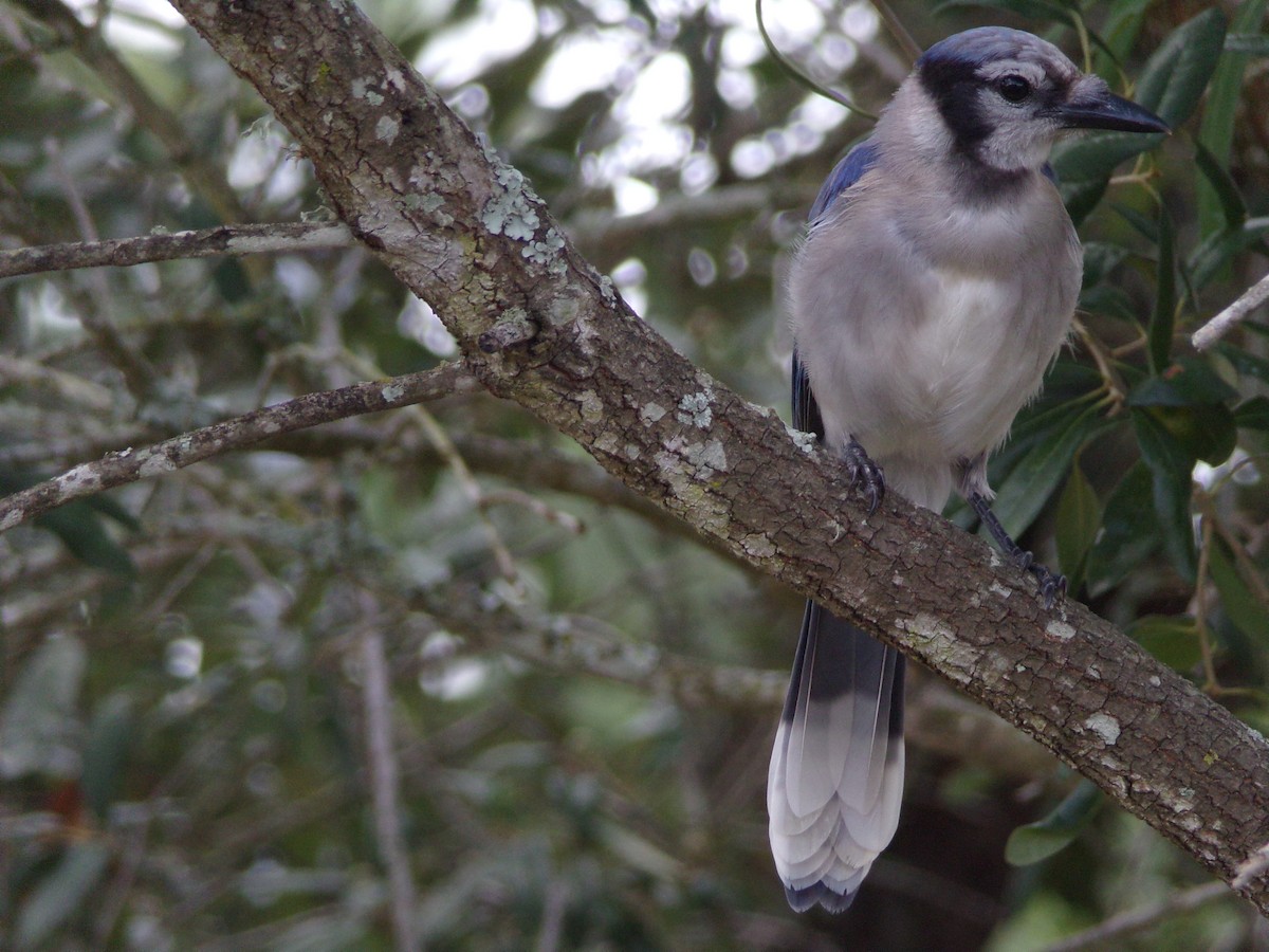 Blue Jay - ML638721272