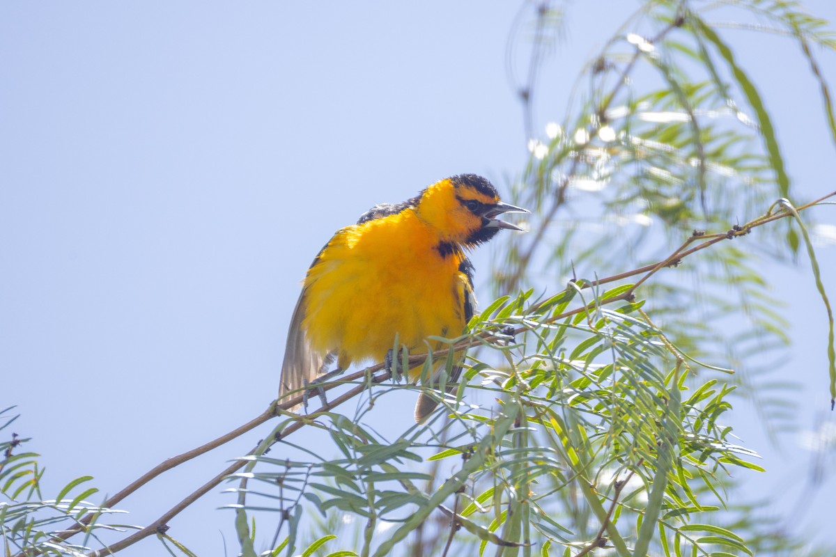 Bullock's Oriole - ML638721273