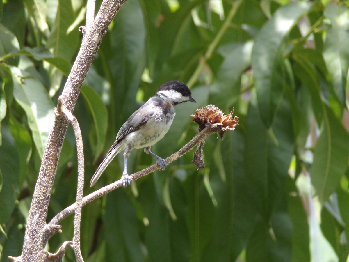Carolina Chickadee - ML638721286