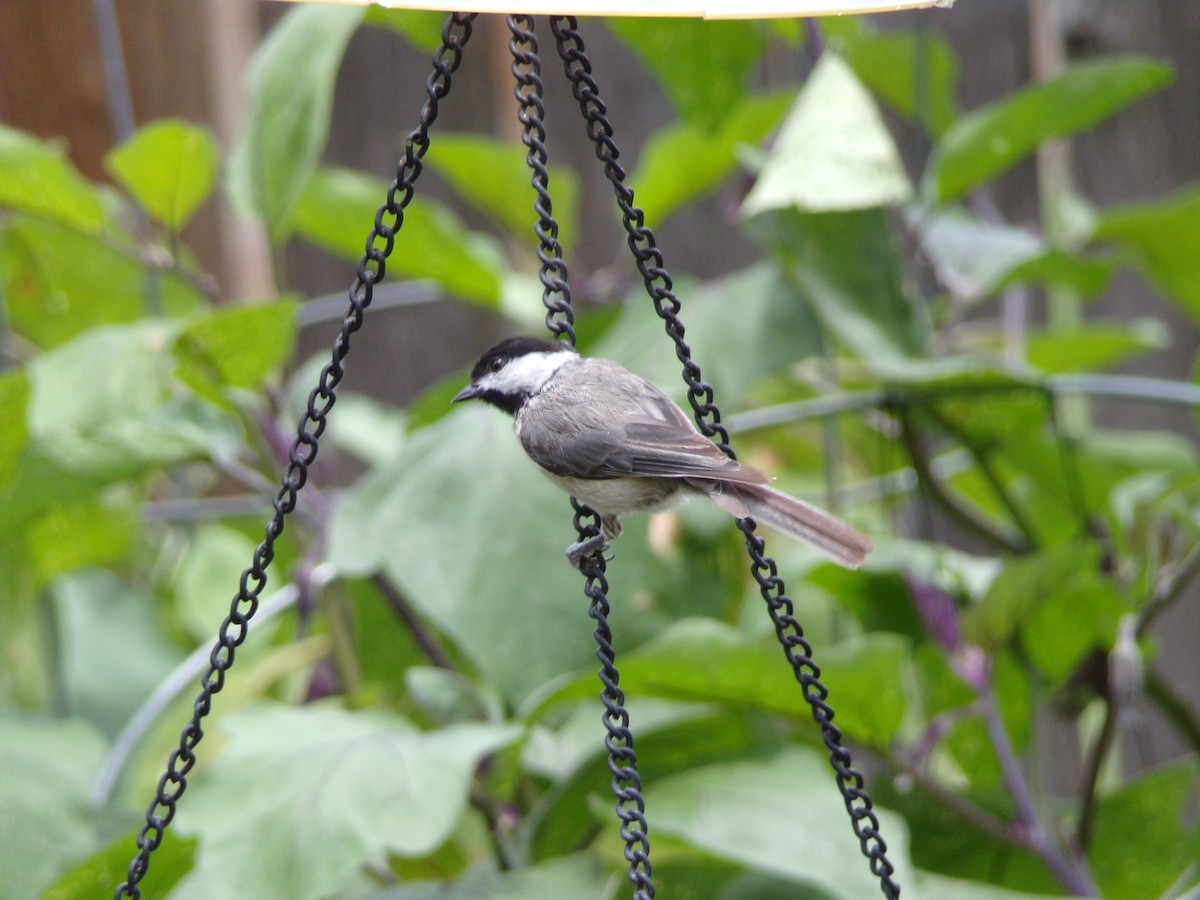 Carolina Chickadee - ML638721288