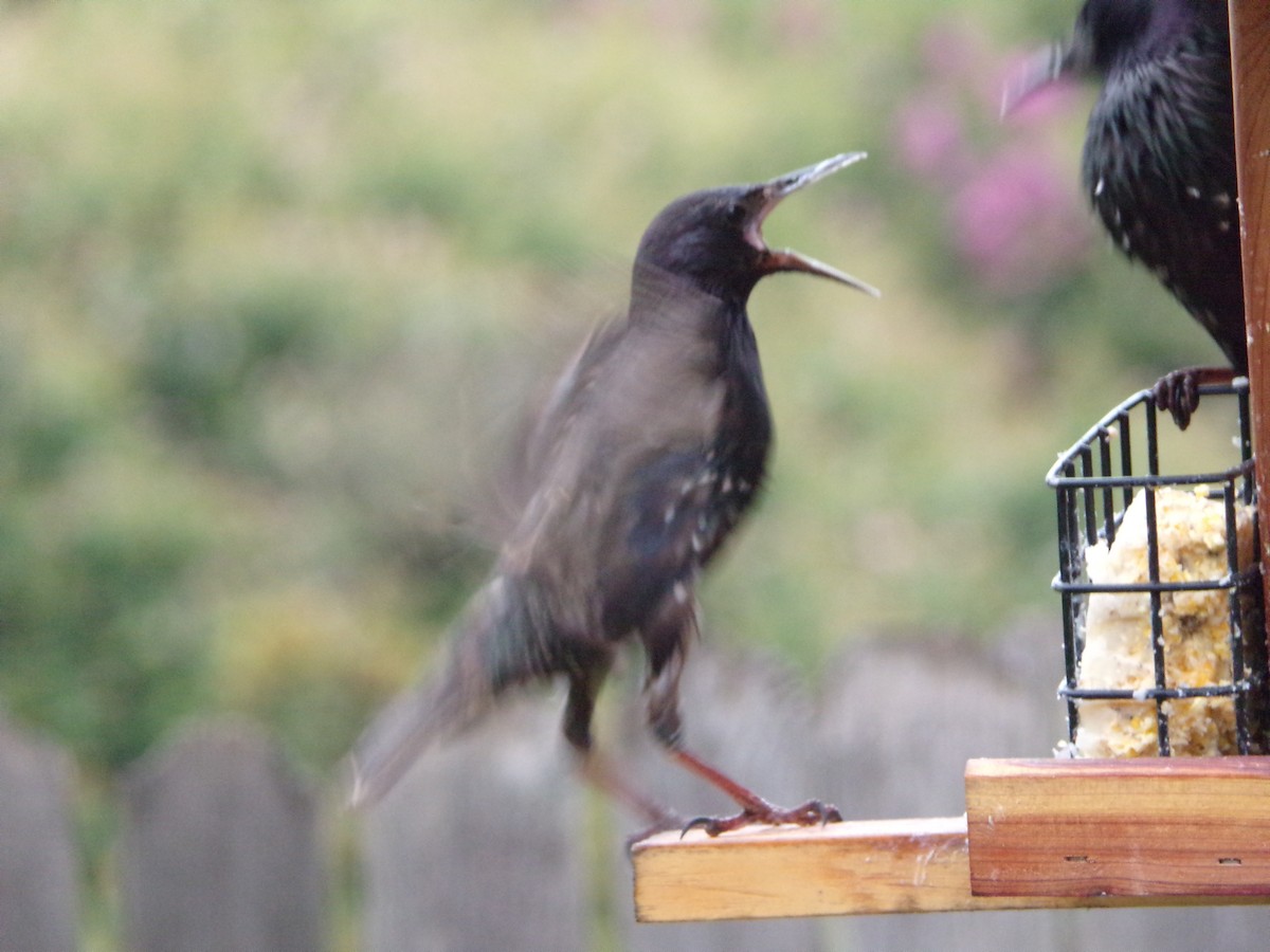 European Starling - ML638721323