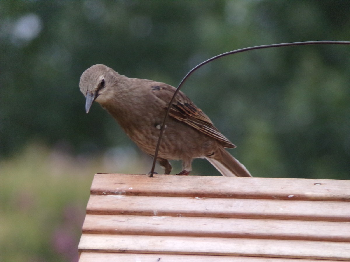 European Starling - ML638721324