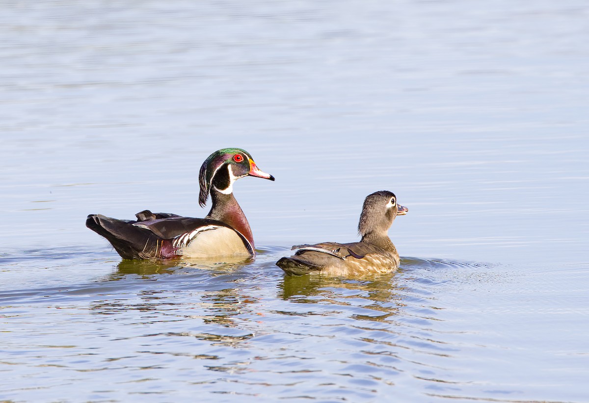 Wood Duck - ML638721326
